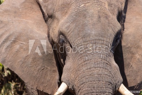 Picture of Elephant close up
